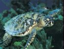 NOAA Fisheries_Turtle